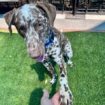An image of Dino. Dino is a Pointer, German Shorthaired.