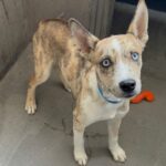 An image of Leo. Leo is a Shepherd, German.