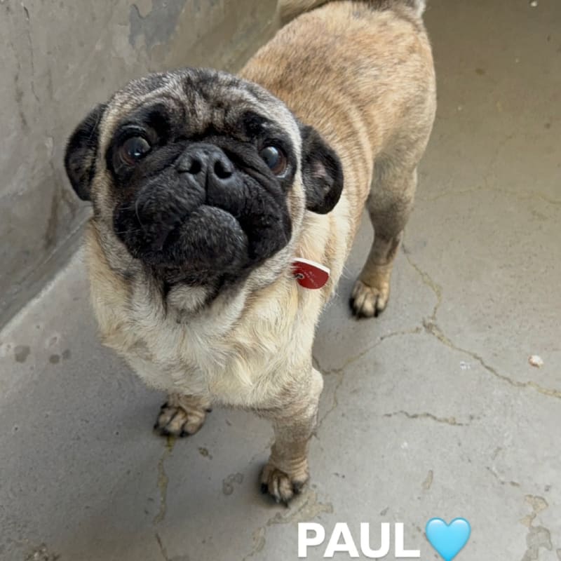 An image of Paul. Paul is a Pug.