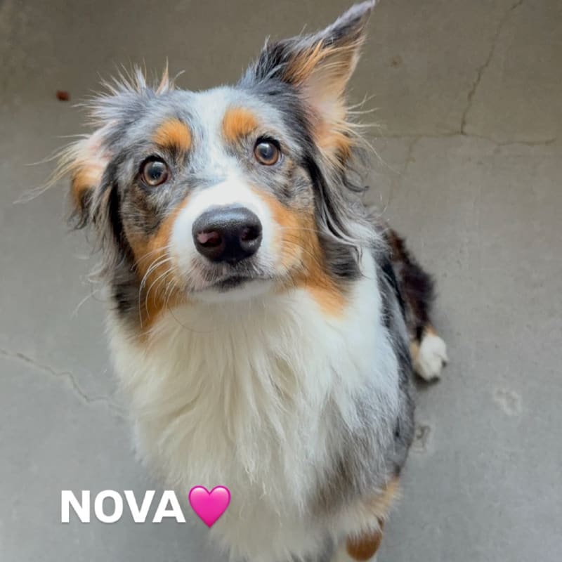 An image of Nova. Nova is a Shepherd, Australian.