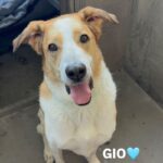 An image of Gio. Gio is a Shepherd.