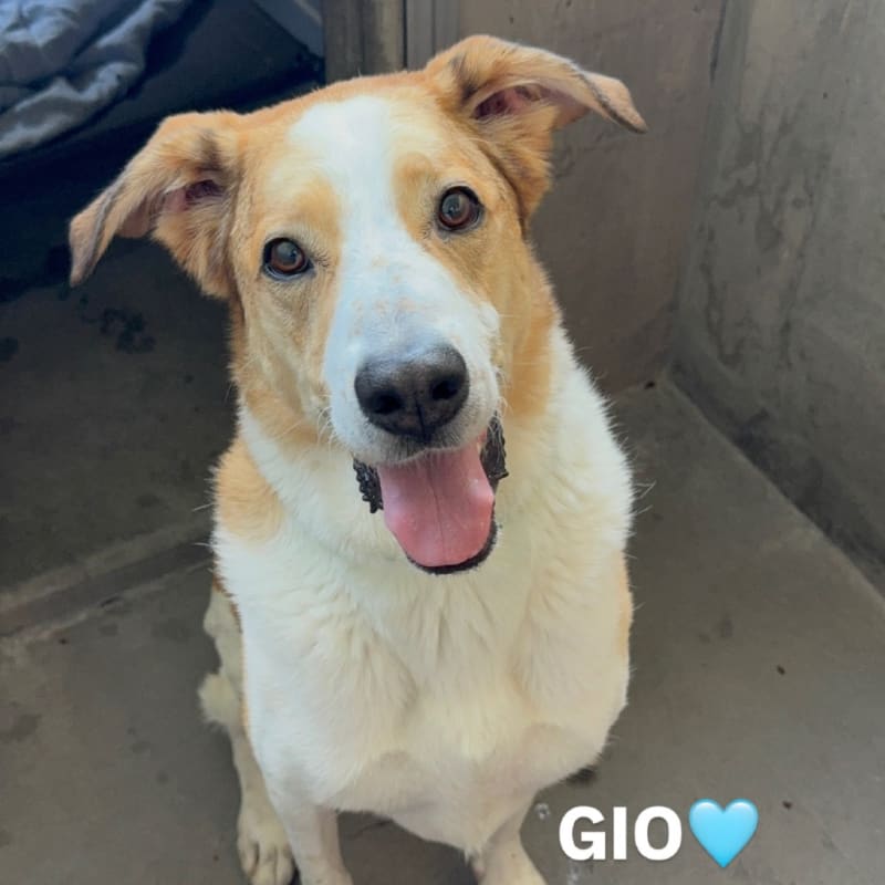An image of Gio. Gio is a Shepherd.
