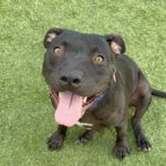 An image of Rookie. Rookie is a Terrier, Pit Bull.