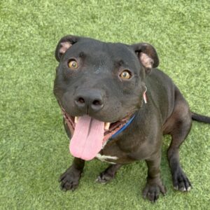 An image of Rookie. Rookie is a Terrier, Pit Bull.