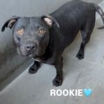 An image of Rookie. Rookie is a Terrier, Pit Bull.