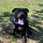 An image of Rookie. Rookie is a Terrier, Pit Bull.
