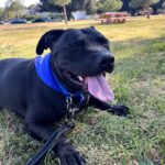 An image of Rookie. Rookie is a Terrier, Pit Bull.