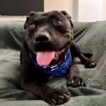 An image of Rookie. Rookie is a Terrier, Pit Bull.