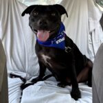 An image of Rookie. Rookie is a Terrier, Pit Bull.