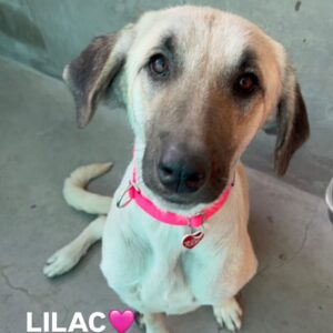 An image of Lilac. Lilac is a Shepherd, Anatolian.
