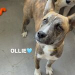 An image of Ollie. Ollie is a Shepherd, German.
