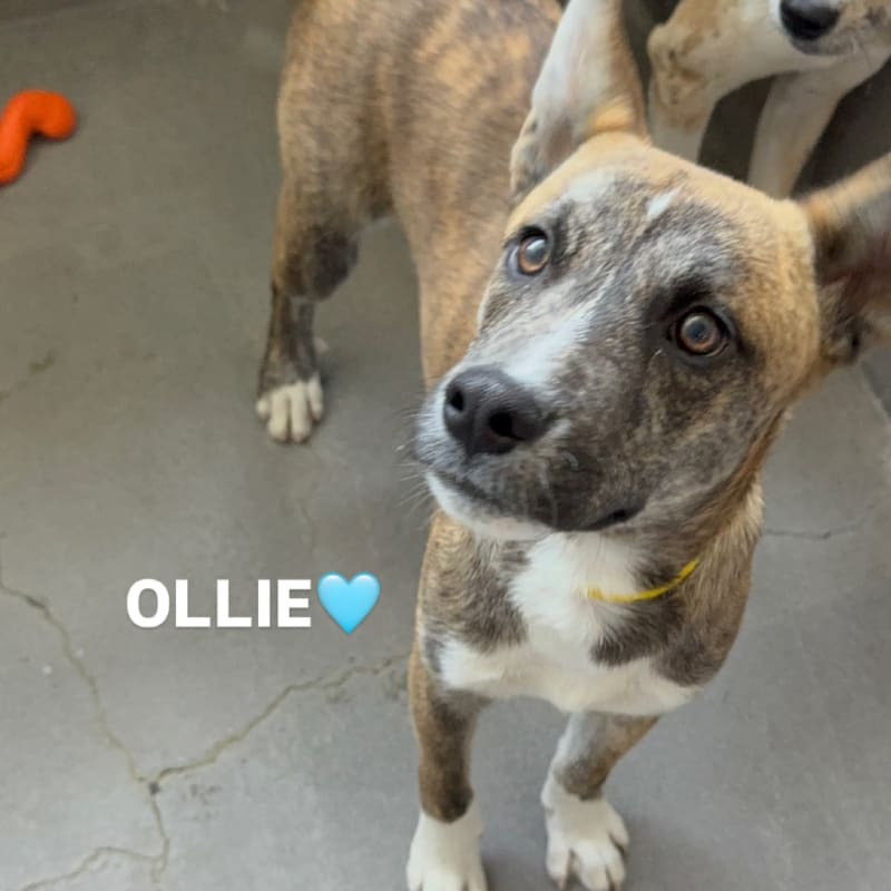 An image of Ollie. Ollie is a Shepherd, German.