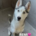 An image of Remi. Remi is a Husky, Siberian.