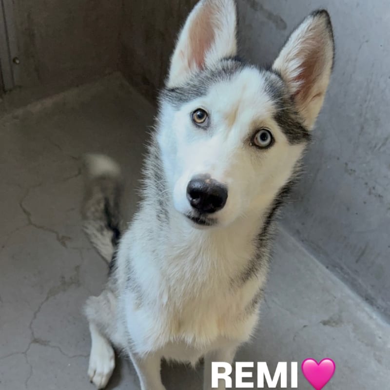 An image of Remi. Remi is a Husky, Siberian.