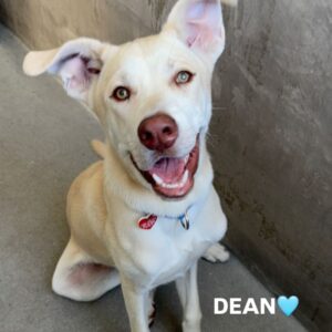 An image of Dean. Dean is a Shepherd/Mixed Breed (Medium).