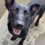 An image of Martin. Martin is a Terrier, Pit Bull.