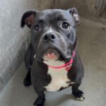 An image of Jelly. Jelly is a Terrier, Pit Bull.