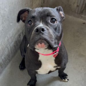 An image of Jelly. Jelly is a Terrier, Pit Bull.