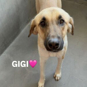 An image of Gigi. Gigi is a Shepherd, Anatolian.