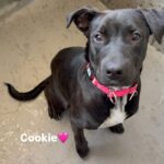 An image of Cookie. Cookie is a Retriever, Labrador.