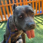 An image of Arrow. Arrow is a Mastiff, Cane Corso.