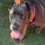 An image of Arrow. Arrow is a Mastiff, Cane Corso.
