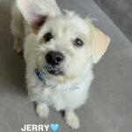 An image of Jerry. Jerry is a Terrier, Cairn.