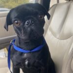 An image of Pixie. Pixie is a Pug.