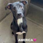 An image of America. America is a Mixed Breed (Medium).