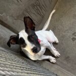 An image of Bonita. Bonita is a Terrier, American Staffordshire.