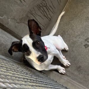 An image of Bonita. Bonita is a Terrier, American Staffordshire.