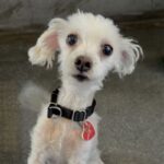 An image of Jeff. Jeff is a Terrier.