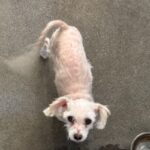 An image of Jeff. Jeff is a Terrier.