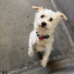 An image of Newman. Newman is a Terrier, Cairn.