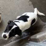 An image of Enzo. Enzo is a Terrier, Jack Russell/Mixed Breed (Small).