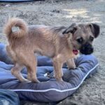 An image of Gimlet. Gimlet is a Terrier.