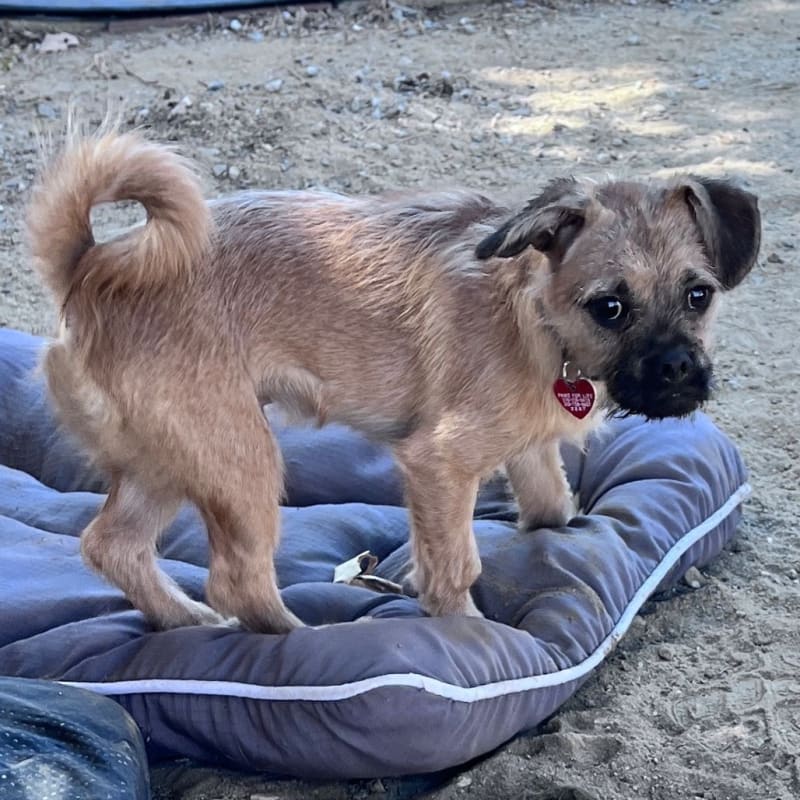 An image of Gimlet. Gimlet is a Terrier.