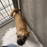 An image of Gimlet. Gimlet is a Terrier.