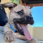 An image of Gimlet. Gimlet is a Terrier.
