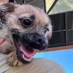 An image of Gimlet. Gimlet is a Terrier.