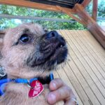 An image of Gimlet. Gimlet is a Terrier.