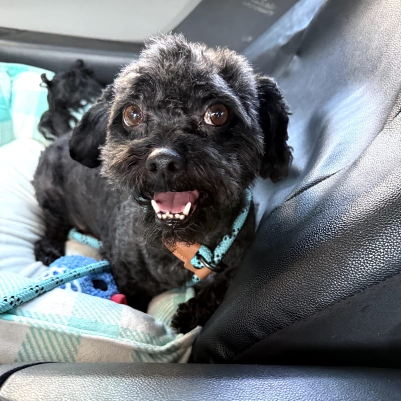 An image of Champ. Champ is a Terrier.