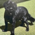 An image of Champ. Champ is a Terrier.