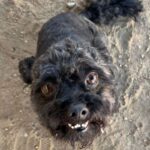 An image of Champ. Champ is a Terrier.