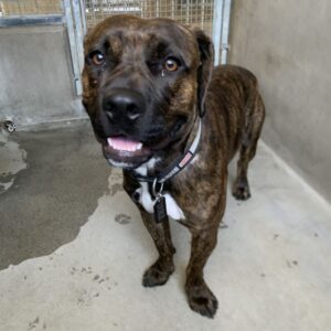 An image of Duckie. Duckie is a Terrier, Pit Bull.