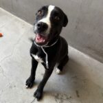 An image of Roger. Roger is a Boxer/Mixed Breed (Medium).