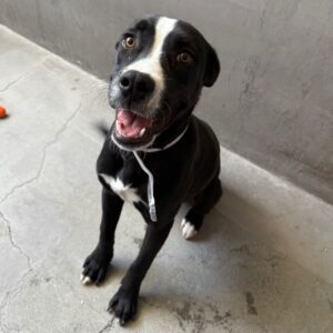 An image of Roger. Roger is a Boxer/Mixed Breed (Medium).