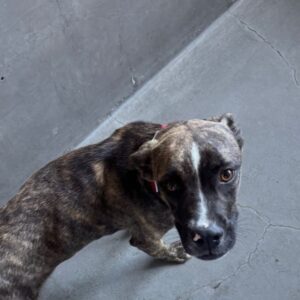 An image of Ricki. Ricki is a Boxer/Mixed Breed (Medium).