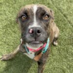 An image of Ricki. Ricki is a Boxer/Mixed Breed (Medium).