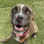An image of Ricki. Ricki is a Boxer/Mixed Breed (Medium).